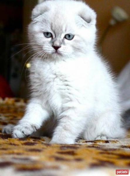 Scottish Fold, Kedi  gumball fotoğrafı