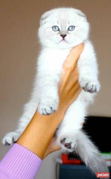 Scottish Fold, Kedi  gumball fotoğrafı