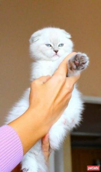 Scottish Fold, Kedi  gumball fotoğrafı