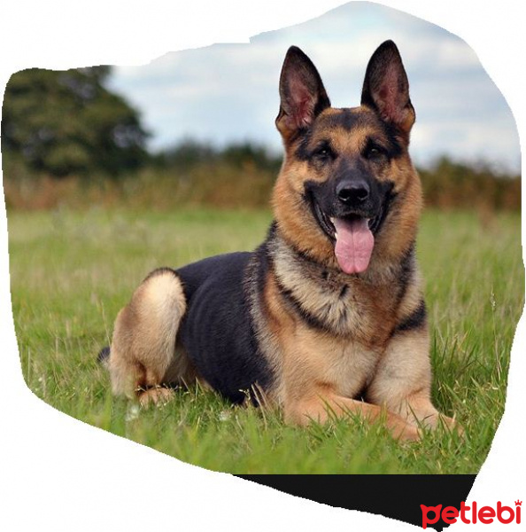 Alman Çoban Köpeği, Köpek  paşa fotoğrafı