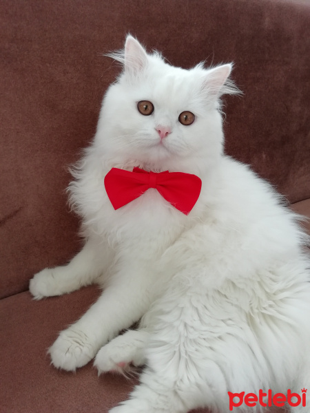 Chinchilla, Kedi  Köpük fotoğrafı