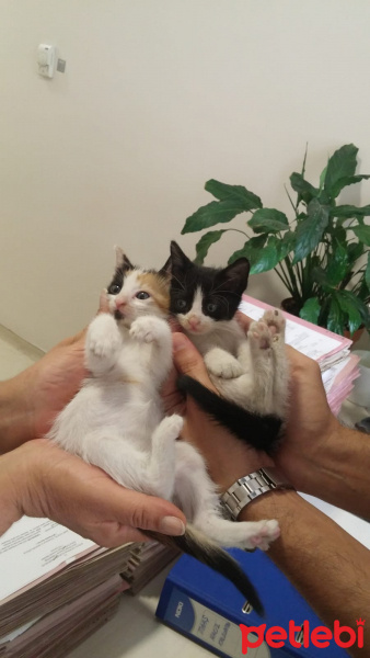 Tekir Kedi, Kedi  Zeyna..batman fotoğrafı