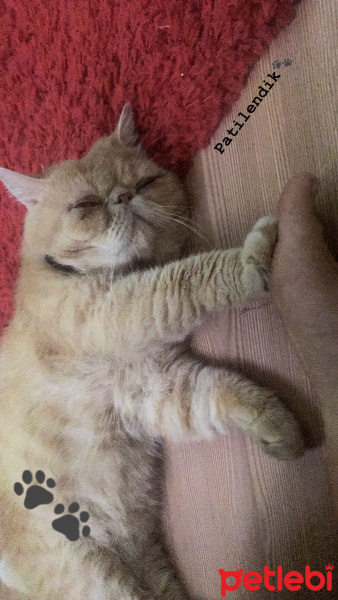 Exotic Shorthair, Kedi  Paşa fotoğrafı