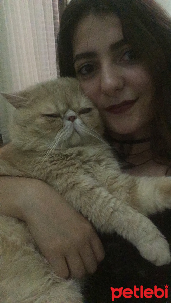Exotic Shorthair, Kedi  Paşa fotoğrafı