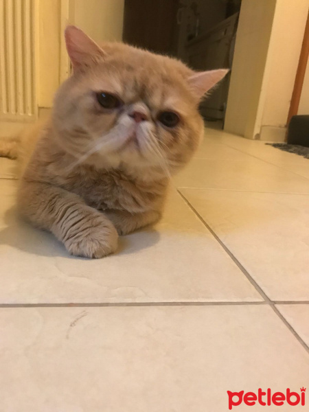 Exotic Shorthair, Kedi  Paşa fotoğrafı