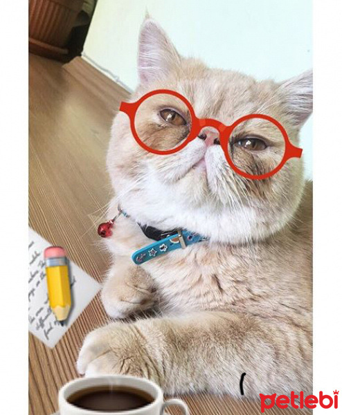 Exotic Shorthair, Kedi  Paşa fotoğrafı