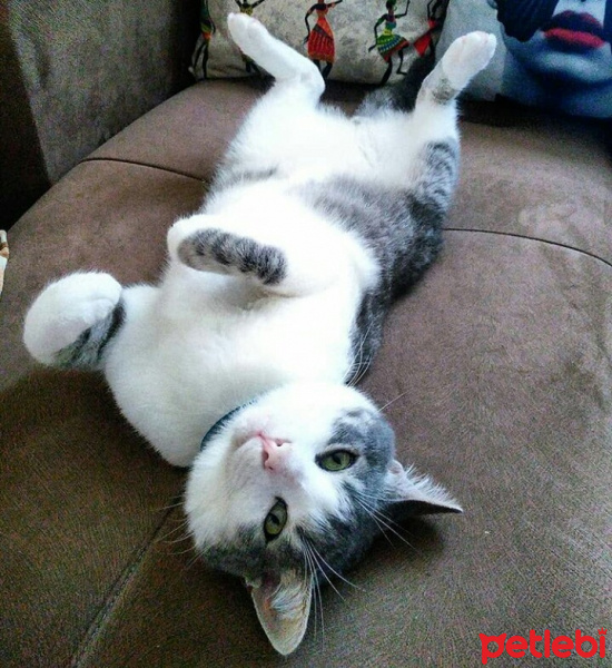 Tekir Kedi, Kedi  Paşam fotoğrafı