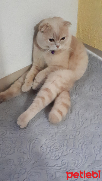 Scottish Fold, Kedi  Suşi fotoğrafı