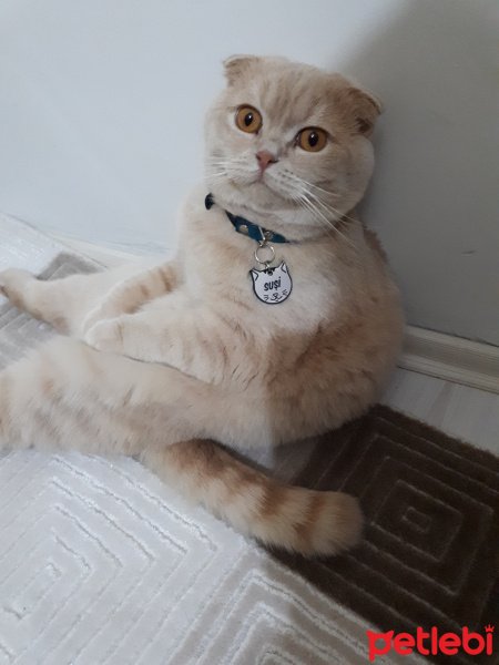 Scottish Fold, Kedi  Suşi fotoğrafı
