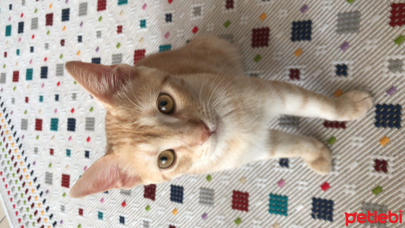 Tekir Kedi, Kedi  Teddy fotoğrafı