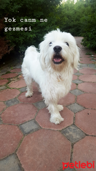 Maltese, Köpek  Zuzu fotoğrafı