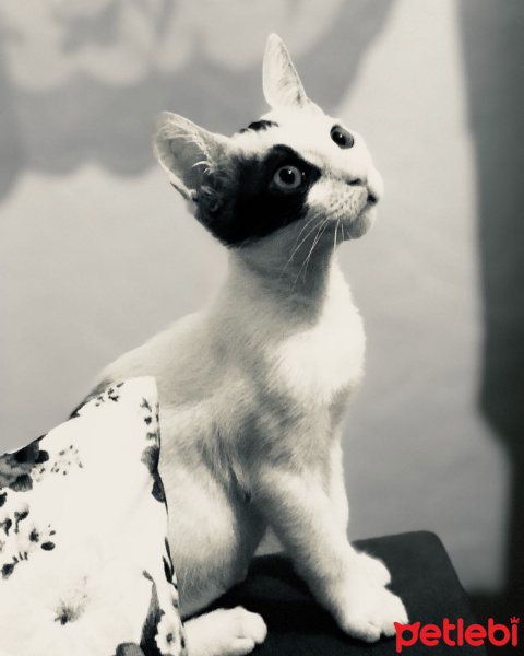 Tekir Kedi, Kedi  Çocuk fotoğrafı