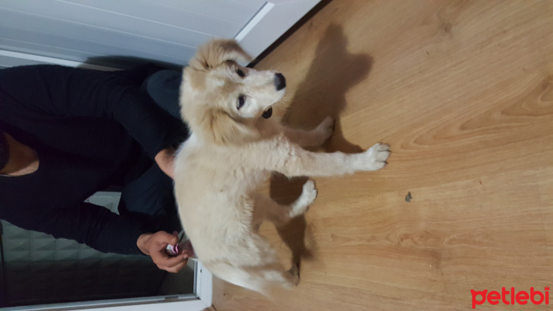 Golden Retriever, Köpek  Pamuk fotoğrafı