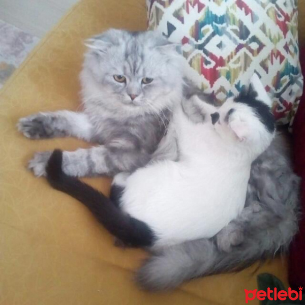 Scottish Fold, Kedi  duman fotoğrafı
