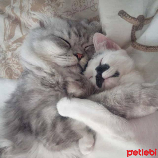 Scottish Fold, Kedi  duman fotoğrafı