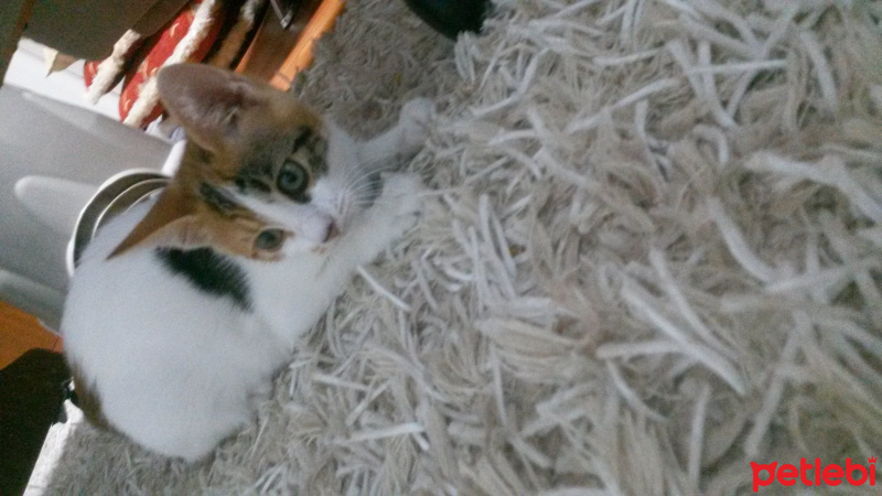 Tekir Kedi, Kedi  Balım fotoğrafı