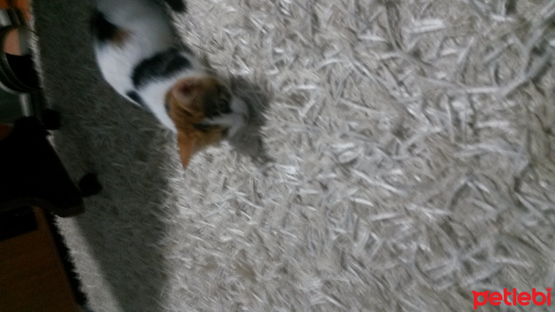 Tekir Kedi, Kedi  Balım fotoğrafı