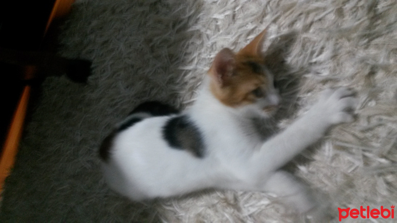 Tekir Kedi, Kedi  Balım fotoğrafı