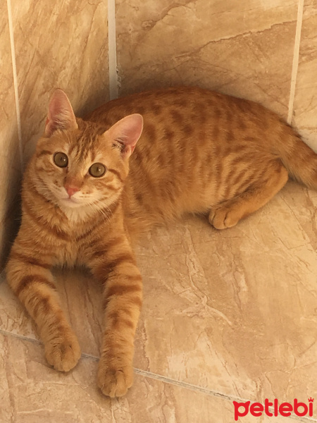 Sarman, Kedi  Çiko fotoğrafı
