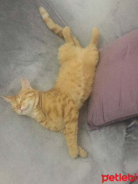 Sarman, Kedi  Çiko fotoğrafı
