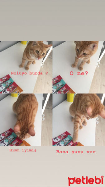 Sarman, Kedi  Çiko fotoğrafı