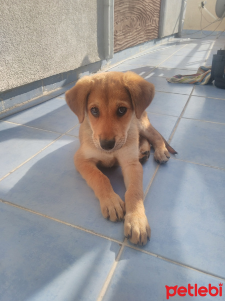 Golden Retriever, Köpek  Lucky fotoğrafı