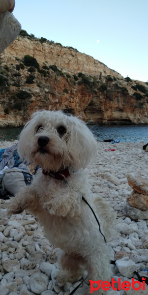 Maltese, Köpek  Panço fotoğrafı