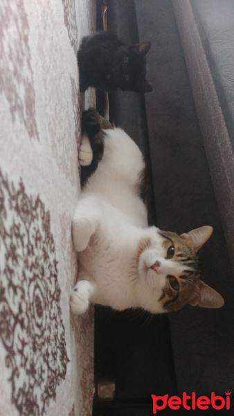 Soke, Kedi  Şimi fotoğrafı