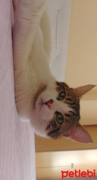 Soke, Kedi  Şimi fotoğrafı