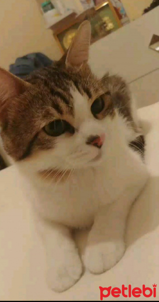 Soke, Kedi  Şimi fotoğrafı