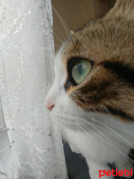 Soke, Kedi  Şimi fotoğrafı