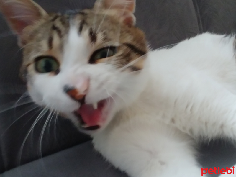 Soke, Kedi  Şimi fotoğrafı
