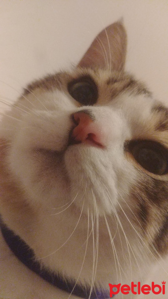 Soke, Kedi  Şimi fotoğrafı