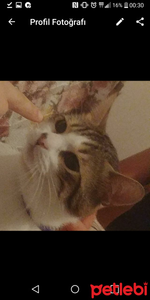 Soke, Kedi  Şimi fotoğrafı