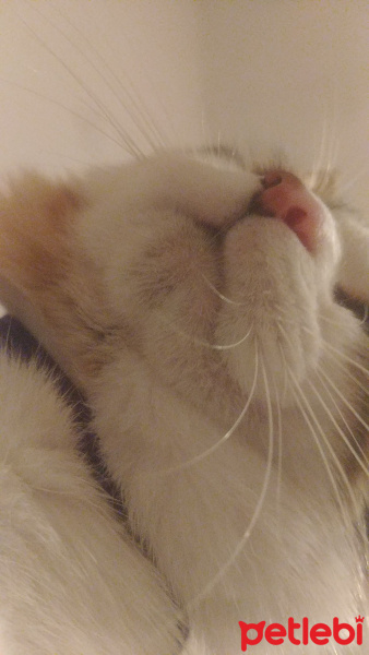 Soke, Kedi  Şimi fotoğrafı