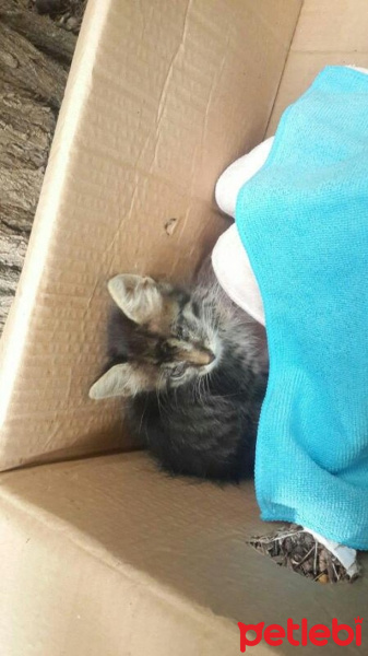 Tekir Kedi, Kedi  Patso fotoğrafı