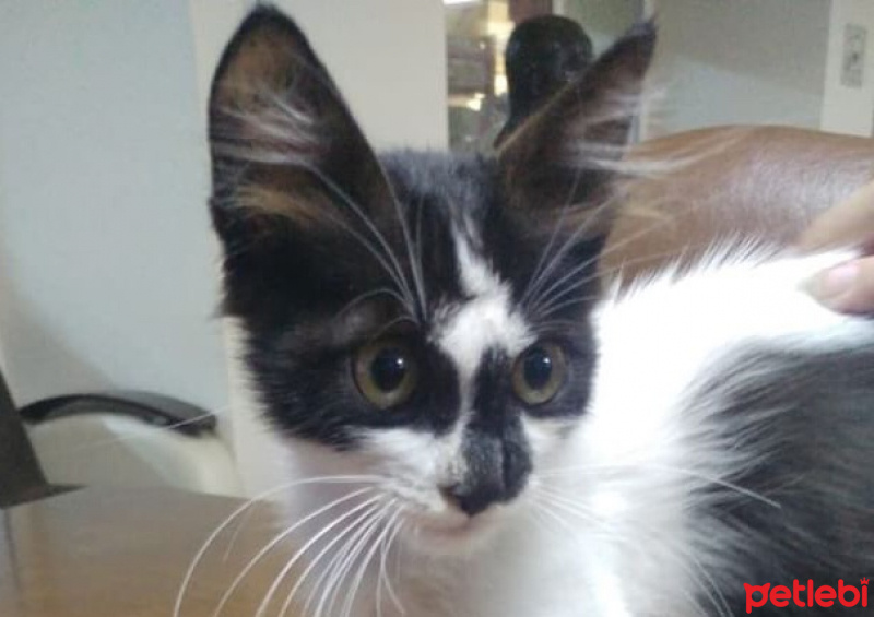 Tekir Kedi, Kedi  Batman fotoğrafı