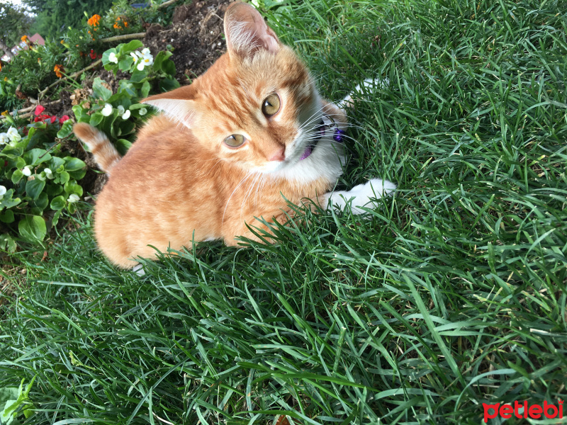 Sarman, Kedi  Pamuk fotoğrafı