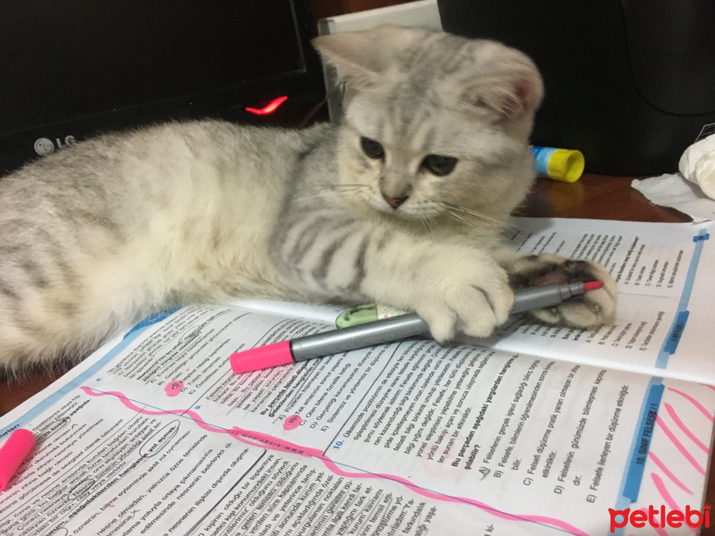British Shorthair, Kedi  Ozzy fotoğrafı