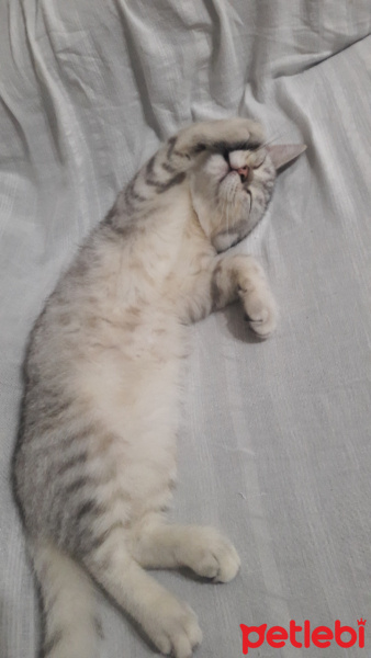 British Shorthair, Kedi  Ozzy fotoğrafı