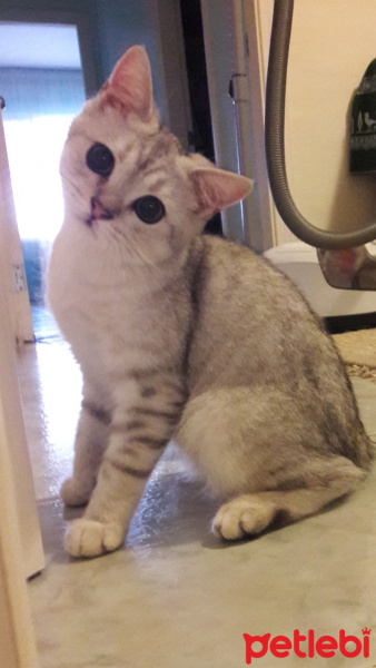 British Shorthair, Kedi  Ozzy fotoğrafı