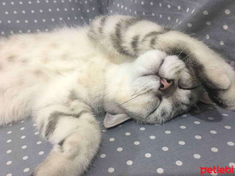 British Shorthair, Kedi  Ozzy fotoğrafı