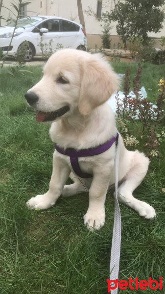 Golden Retriever, Köpek  Pablo fotoğrafı