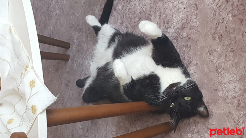 Tuxedo (Smokin) Kedi, Kedi  Dante fotoğrafı