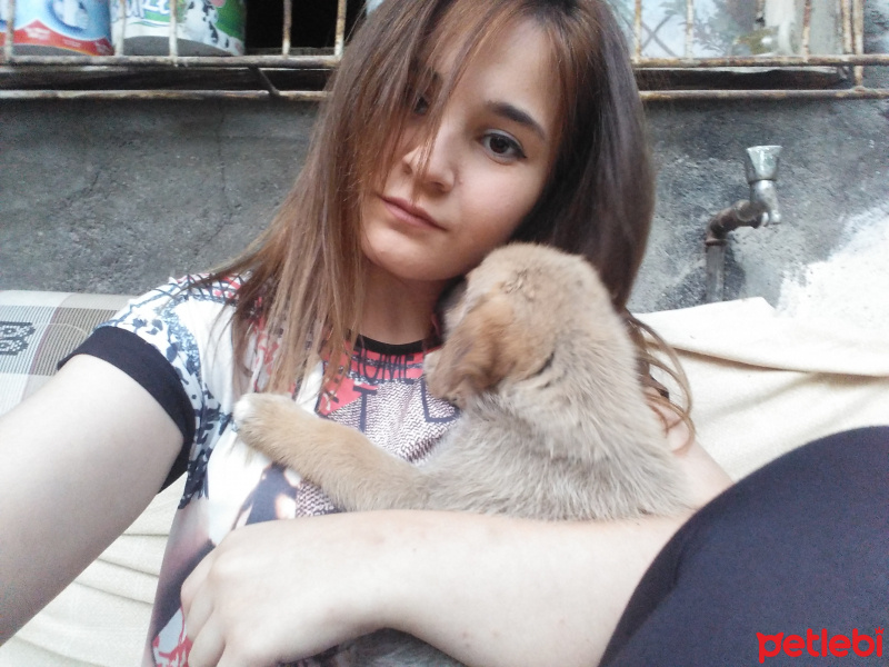 Kangal, Köpek  Peri fotoğrafı
