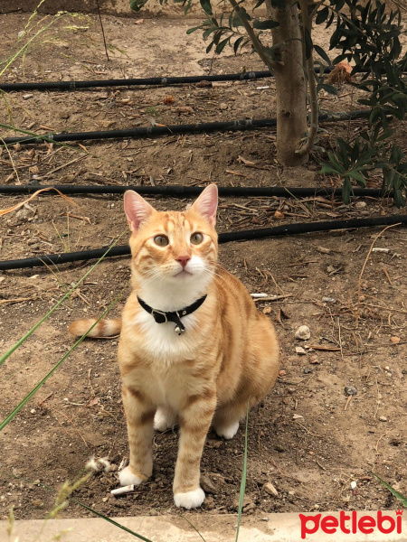 Sarman, Kedi  Rıfkı fotoğrafı