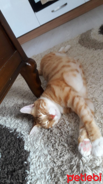 Sarman, Kedi  Rıfkı fotoğrafı