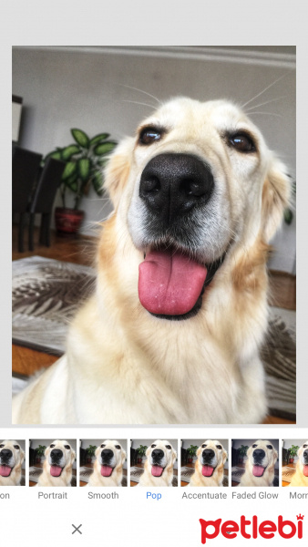 Golden Retriever, Köpek  Paşa fotoğrafı