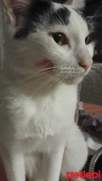 Tekir Kedi, Kedi  Zeytin fotoğrafı