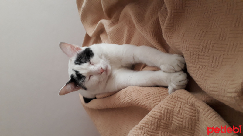 Tekir Kedi, Kedi  Zeytin fotoğrafı
